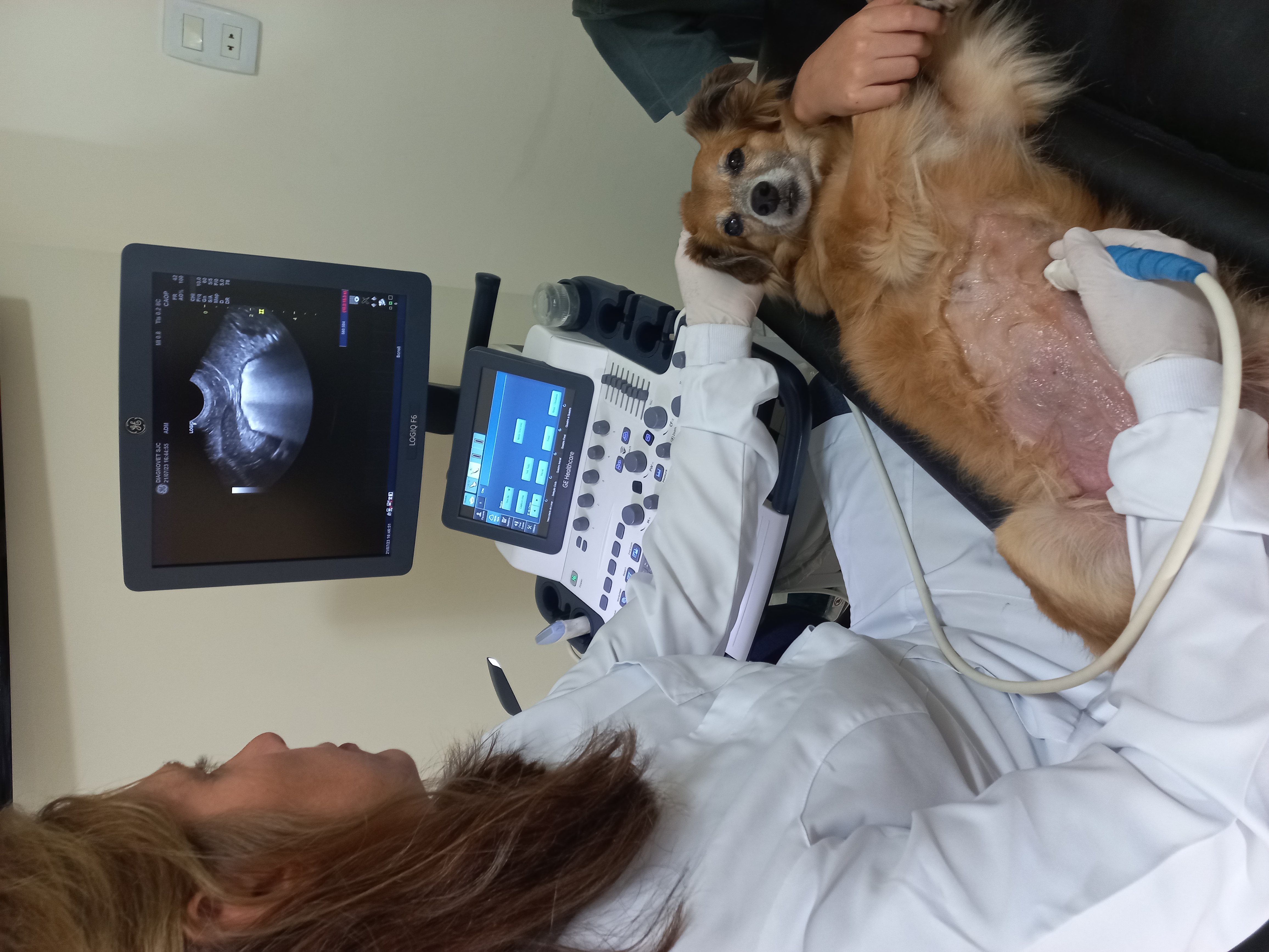 Ultrassonografia veterinária em São José dos Campos - Diagnovet